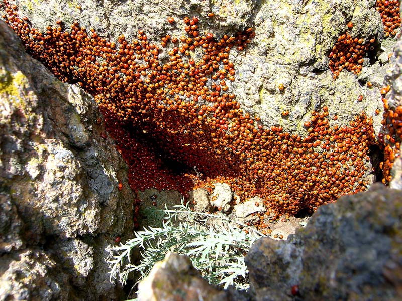 Invasione di coccinelle Natura Mediterraneo Forum Naturalistico